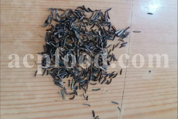 Lovage seeds for sale. Bulk levisticum officinale seeds. Buy lovage seeds. Lovage seeds near me. Bulk maggi plant seeds.