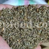 Lovage seeds for sale. Bulk levisticum officinale seeds. Buy lovage seeds. Lovage seeds near me. Bulk maggi plant seeds.