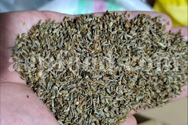 Lovage seeds for sale. Bulk levisticum officinale seeds. Buy lovage seeds. Lovage seeds near me. Bulk maggi plant seeds.