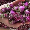 The best quality Rosa damascena buds for sale. Damascena Rose wholesale price. Buy Damascina Rose. Bulk Rosa Damask buds and petals. Wholesale R Damascena. Damask Rose purchase.