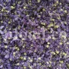 Dried Blue Mallow for sale. Buy dried Blue Mallow flowers. Buy Mallow. Mallow Buy. Bulk Malva sylvestris zebrina flowers. Mallow Malva sylvestris zebrina wholesale price. Mallow sylvestris flowers purchase. Bulk malva seed. Malva sylvestris seed for sale.