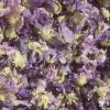 High quality dried Marshmallow flowers for sale. Buy Althaea officinalis dried flowers. Hollyhocks for sale. Buy Common Hollyhock dried flowers. Marshmallow seeds for sale. Buy Hollyhocks seeds.