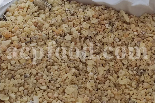 Shirazi Mastic Tree Gum wholesale. Terebinth Resin For Sale. Buy Mastic resin.