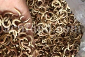 High Quality Yellow Sweet Clover dried fruits for sale. Buy dried Sweet Clover. Bulk Melilotus officinalis. Common Melilot dried fruits purchase.