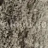 Dried Lemon Balm for sale. Melissa Lemon Balm buy. Lemon Balm bulk. Lemon Balm for sale. Organic Lemon Balm leaf in bulk.