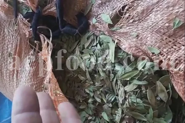 Dried Myrtle leaves for sale. Myrtle leaves purchase. Leaf Myrtle buy. Bulk Mirto leaves. Myrtle leaf tea wholesale price.