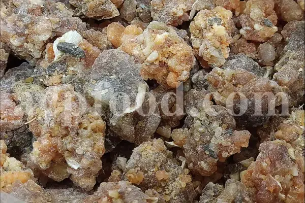Wild-harvested opoponax gum resin in raw form