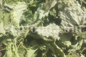 Dried Lemon Balm for sale. Melissa Lemon Balm buy. Lemon Balm bulk. Lemon Balm for sale. Organic Lemon Balm leaf in bulk.