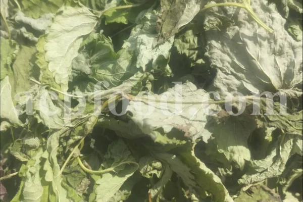 Dried Lemon Balm for sale. Melissa Lemon Balm buy. Lemon Balm bulk. Lemon Balm for sale. Organic Lemon Balm leaf in bulk.
