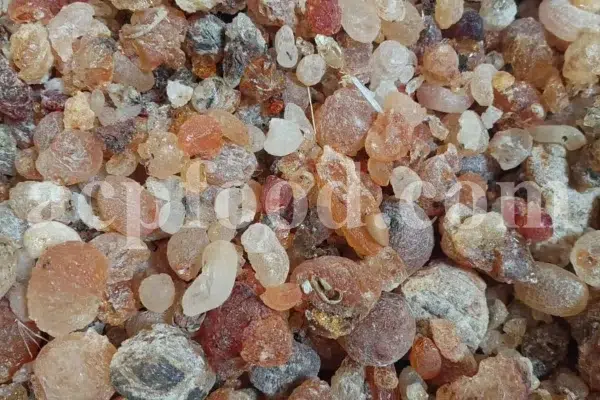 High Quality Bulk Persian Gum for sale. Gum Zedo wholesale price. Buy Zedo Gum. Cerasus avium gum for sale. Bulk Cerasus vulgaris gum. Cerasus mahleb gum wholesale price.