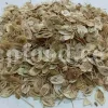 High Quality Aromatic Heracleum Persicum Seeds for sale. Bulk Persian Hogweed. Buy Angelica Seeds with the Best Price. Angelica Golpar for sale.