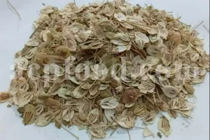 High Quality Aromatic Heracleum Persicum Seeds for sale. Bulk Persian Hogweed. Buy Angelica Seeds with the Best Price. Angelica Golpar for sale.