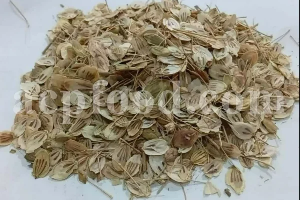 High Quality Aromatic Heracleum Persicum Seeds for sale. Bulk Persian Hogweed. Buy Angelica Seeds with the Best Price. Angelica Golpar for sale.