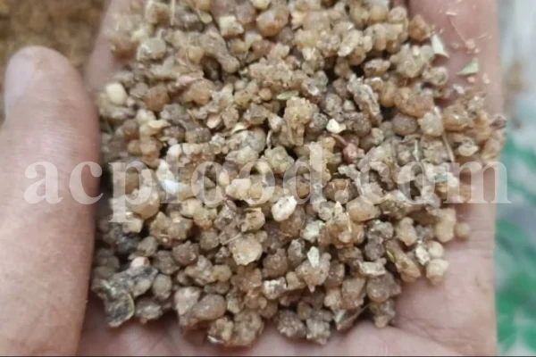 Buy Manna of Hedysarum. Taranjabin for sale. Alhagi pseudalhagi Manna wholesale price. Bulk Alhagi maurorum Manna. Persian Manna purchase.