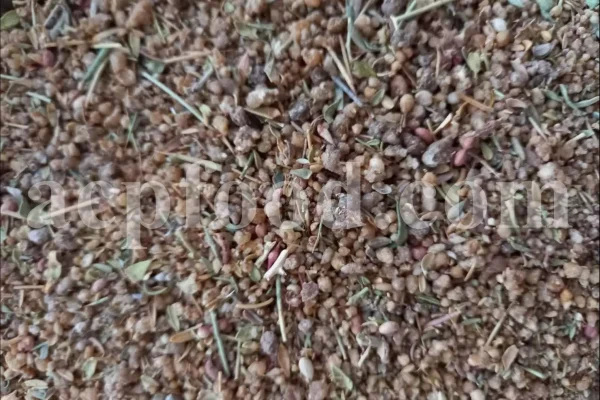 Buy Manna of Hedysarum. Taranjabin for sale. Alhagi pseudalhagi Manna wholesale price. Bulk Alhagi maurorum Manna. Persian Manna purchase.