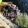 Bulk Echium amoenum for Sale. Buy Persian Borage. Buy Iranian Bugloss with the Best Price. Gol Gav Zaban wholesale price. Bulk Echium amoenum Red Feathers. Borage leaves for sale.