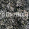 Bulk Stachys lavandulifolia for sale. Buy Pink Cotton Lamb’s Ear. Buy High Quality Stachys with the Best Price.