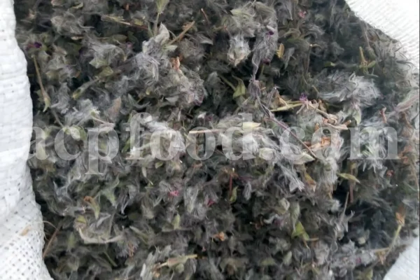 Bulk Stachys lavandulifolia for sale. Buy Pink Cotton Lamb’s Ear. Buy High Quality Stachys with the Best Price.