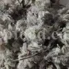 Bulk Stachys lavandulifolia for sale. Buy Pink Cotton Lamb’s Ear. Buy High Quality Stachys with the Best Price.