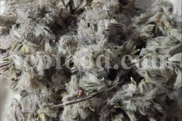 Bulk Stachys lavandulifolia for sale. Buy Pink Cotton Lamb’s Ear. Buy High Quality Stachys with the Best Price.