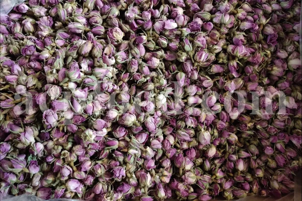 The best quality Rosa damascena buds for sale. Damascena Rose wholesale price. Buy Damascina Rose. Bulk Rosa Damask buds and petals. Wholesale R Damascena. Damask Rose purchase.