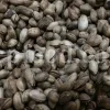 High Quality Pistacia atlantica for sale. Pistacia terebinthus seeds. Pistacia atlantica seeds. Buy Atlantic Pistachio. Pistacia khinjuk wholesale price. Buy Terebinth seeds. Bulk wild pistachios.