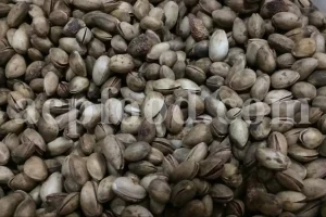 High Quality Pistacia atlantica for sale. Pistacia terebinthus seeds. Pistacia atlantica seeds. Buy Atlantic Pistachio. Pistacia khinjuk wholesale price. Buy Terebinth seeds. Bulk wild pistachios.