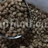 High Quality Pistacia atlantica for sale. Pistacia terebinthus seeds. Pistacia atlantica seeds. Buy Atlantic Pistachio. Pistacia khinjuk wholesale price. Buy Terebinth seeds. Bulk wild pistachios.