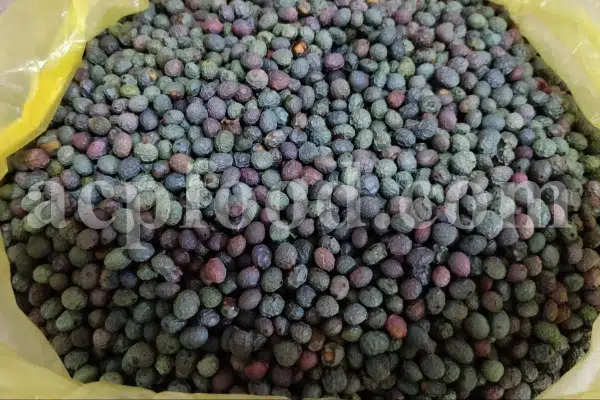 High Quality Pistacia atlantica for sale. Pistacia terebinthus seeds. Pistacia atlantica seeds. Buy Atlantic Pistachio. Pistacia khinjuk wholesale price. Buy Terebinth seeds. Bulk wild pistachios.