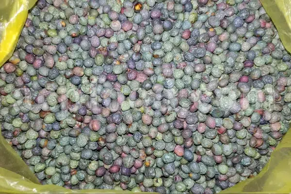 High Quality Pistacia atlantica for sale. Pistacia terebinthus seeds. Pistacia atlantica seeds. Buy Atlantic Pistachio. Pistacia khinjuk wholesale price. Buy Terebinth seeds. Bulk wild pistachios.
