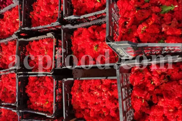 Dried Pomegranate flowers for sale. Buy Pomegranate seeds. Dried Pomegranate skin wholesale price. Gule Anar purchase.