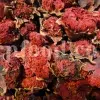 Dried Pomegranate flowers for sale. Buy Pomegranate seeds. Dried Pomegranate skin wholesale price. Gule Anar purchase.