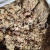 Ferula ammoniacum resin pieces on natural background
