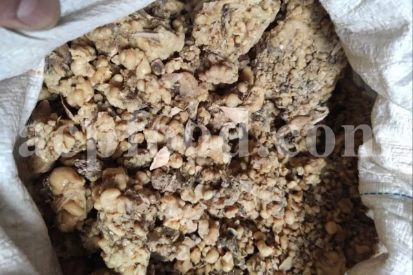 Ferula ammoniacum resin pieces on natural background
