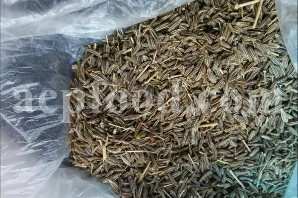 Lovage seeds for sale. Bulk levisticum officinale seeds. Buy lovage seeds. Lovage seeds near me. Bulk maggi plant seeds.