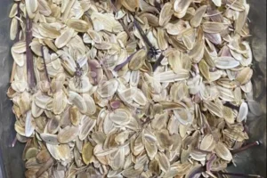 Buy Asafetida Hing. Ferula assa gum for sale. Hing wholesale price. Best quality Asafoetida. Kokh Asafetida for sale.