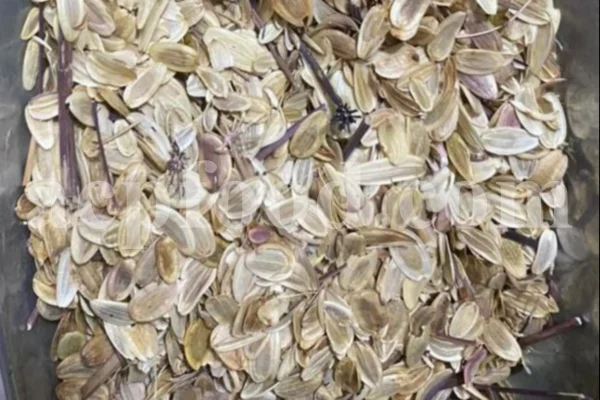 Buy Asafetida Hing. Ferula assa gum for sale. Hing wholesale price. Best quality Asafoetida. Kokh Asafetida for sale.