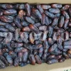 High quality Dates for sale. Buy Dates. Bulk Dates. Dry Dates wholesale price. Phoenix dactylifera fruit. Phoenix palm fruit. Dabino fruit for sale. Buy Hearts of Palm. Dry Dates 1kg price.