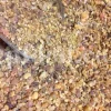 Bulk Ferula Persica Gum for sale. Sagapenum in bulk. Ferula persica resin wholesale price. Sagapenum purchase.