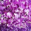 The best quality Rosa damascena buds for sale. Damascena Rose wholesale price. Buy Damascina Rose. Bulk Rosa Damask buds and petals. Wholesale R Damascena. Damask Rose purchase.