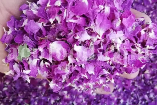 The best quality Rosa damascena buds for sale. Damascena Rose wholesale price. Buy Damascina Rose. Bulk Rosa Damask buds and petals. Wholesale R Damascena. Damask Rose purchase.