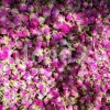 The best quality Rosa damascena buds for sale. Damascena Rose wholesale price. Buy Damascina Rose. Bulk Rosa Damask buds and petals. Wholesale R Damascena. Damask Rose purchase.