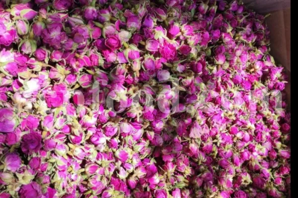 The best quality Rosa damascena buds for sale. Damascena Rose wholesale price. Buy Damascina Rose. Bulk Rosa Damask buds and petals. Wholesale R Damascena. Damask Rose purchase.