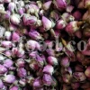 The best quality Rosa damascena buds for sale. Damascena Rose wholesale price. Buy Damascina Rose. Bulk Rosa Damask buds and petals. Wholesale R Damascena. Damask Rose purchase.