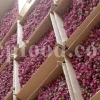The best quality Rosa damascena buds for sale. Damascena Rose wholesale price. Buy Damascina Rose. Bulk Rosa Damask buds and petals. Wholesale R Damascena. Damask Rose purchase.