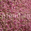 The best quality Rosa damascena buds for sale. Damascena Rose wholesale price. Buy Damascina Rose. Bulk Rosa Damask buds and petals. Wholesale R Damascena. Damask Rose purchase.