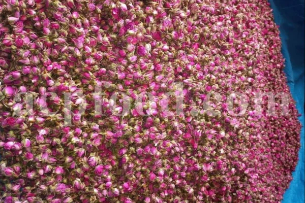 The best quality Rosa damascena buds for sale. Damascena Rose wholesale price. Buy Damascina Rose. Bulk Rosa Damask buds and petals. Wholesale R Damascena. Damask Rose purchase.