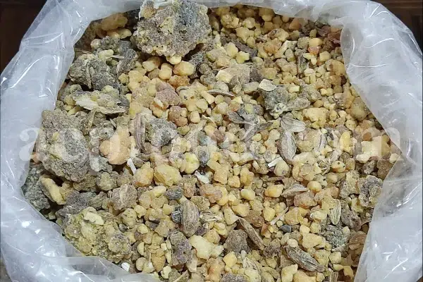 Bulk Ferula Persica Gum for sale. Sagapenum in bulk. Ferula persica resin wholesale price. Sagapenum purchase.