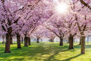 Temperament of the Seasons