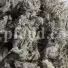 Bulk Stachys lavandulifolia for sale. Buy Pink Cotton Lamb’s Ear. Buy High Quality Stachys with the Best Price.